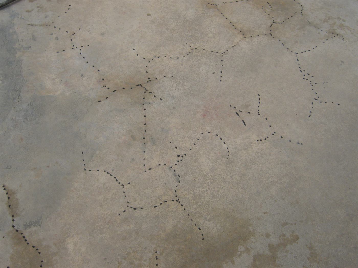 Fisuración tipo mapa sobre una losa de concreto
